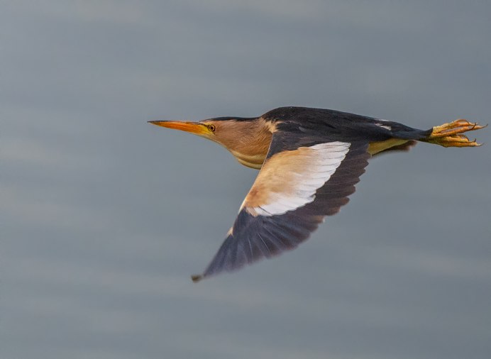 Выпь малая (Ixobrychus minutus)