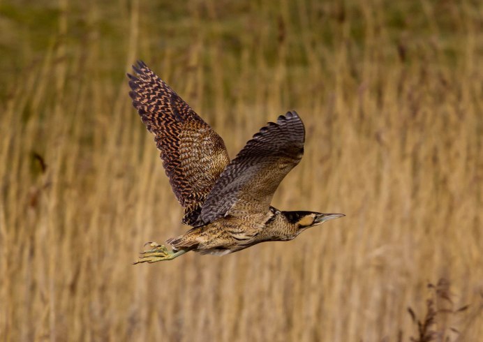 Ixobrychus minutus летит