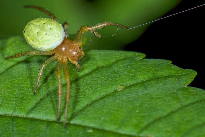 Araniella cucurbitina