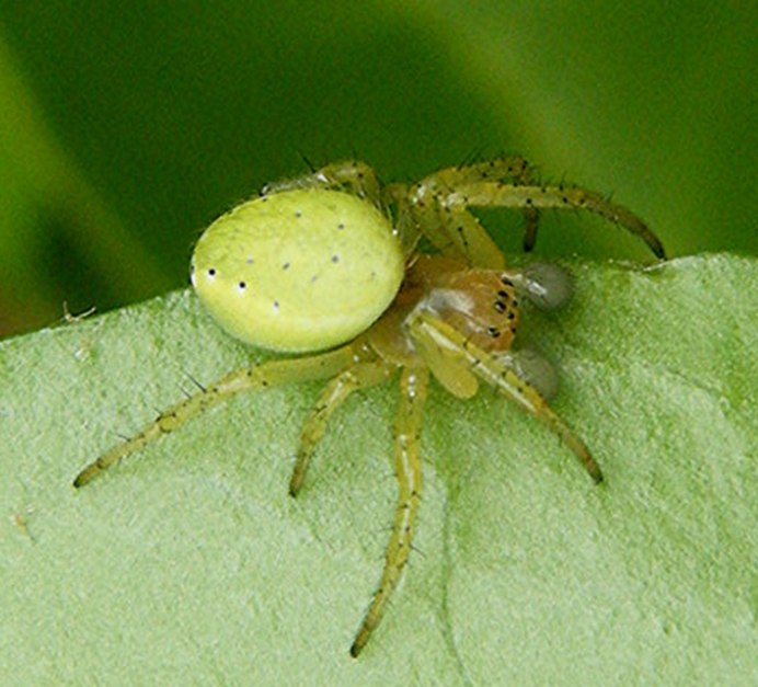 Паук Araniella cucurbitina