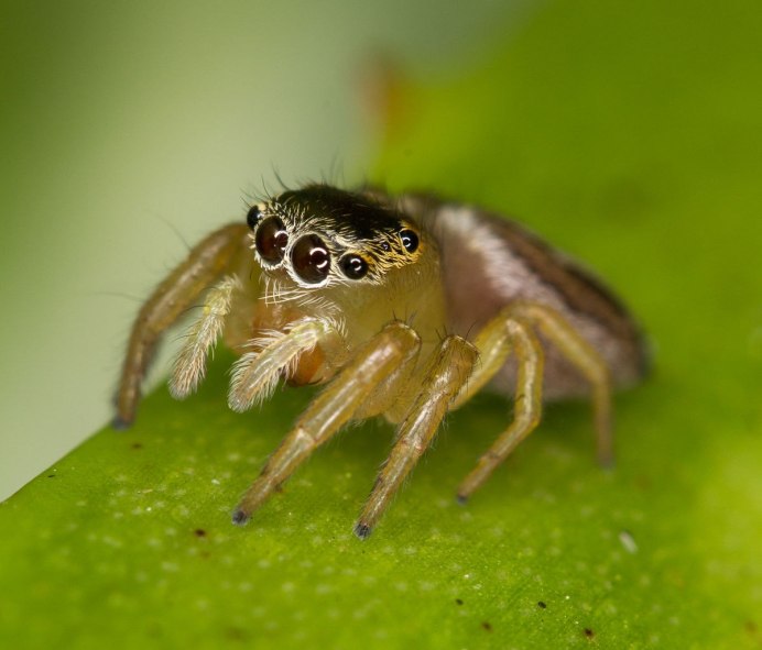 Паук Leucauge magnifica
