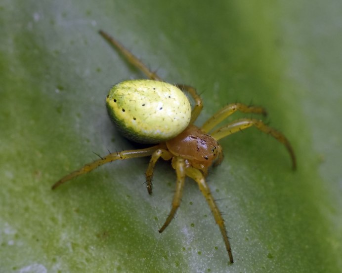 Паук Araniella cucurbitina