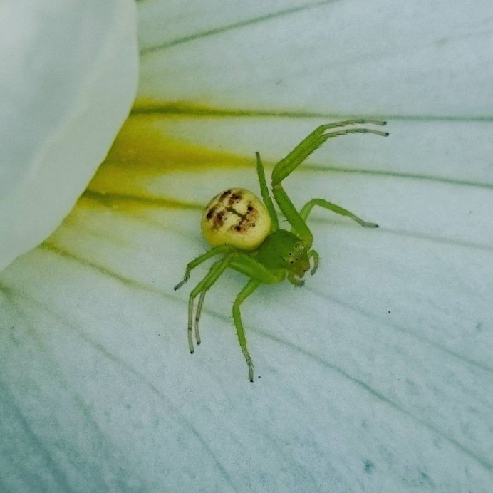 Micrommata virescens