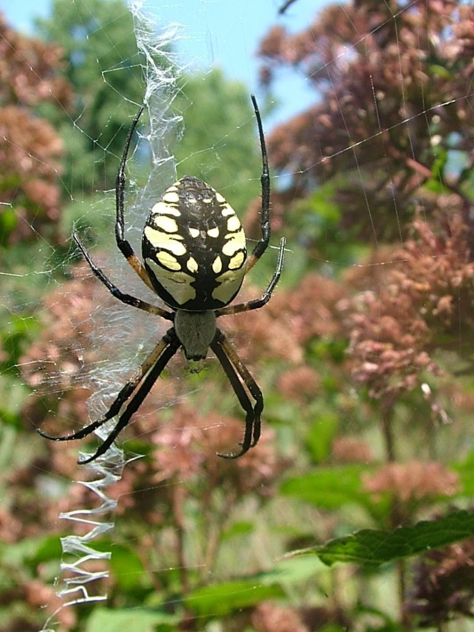 Micrommata virescens