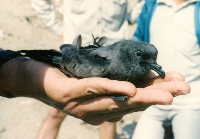 Storm Petrel