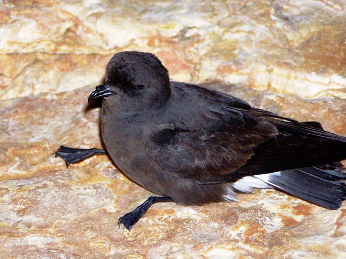 Nactus pelagicus