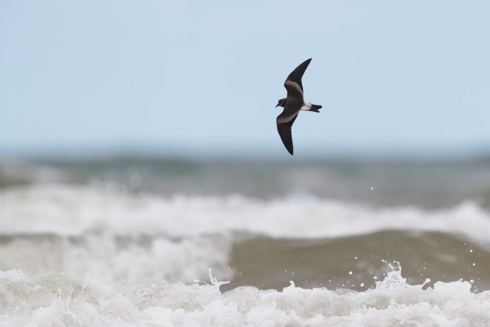 Wilson's Storm Petrel