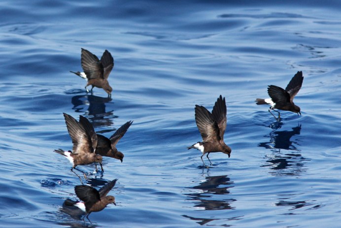Stormy Petrel