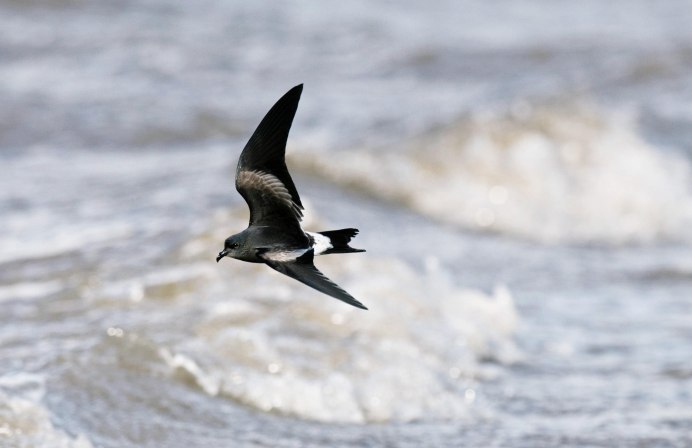 Storm Petrel
