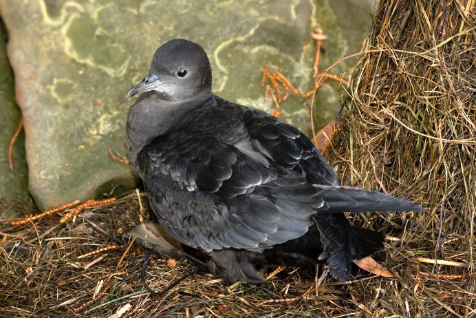 Сизая качурка (Oceanodroma furcata)