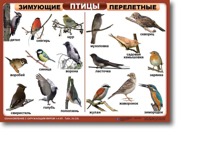 Зимующие птицы и перелетные птицы с названиями для детей