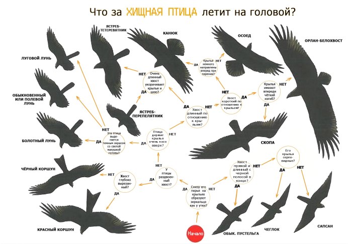 Силуэты хищных птиц Подмосковья