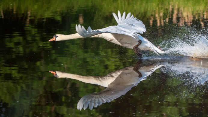 Лебедь взлетает с воды