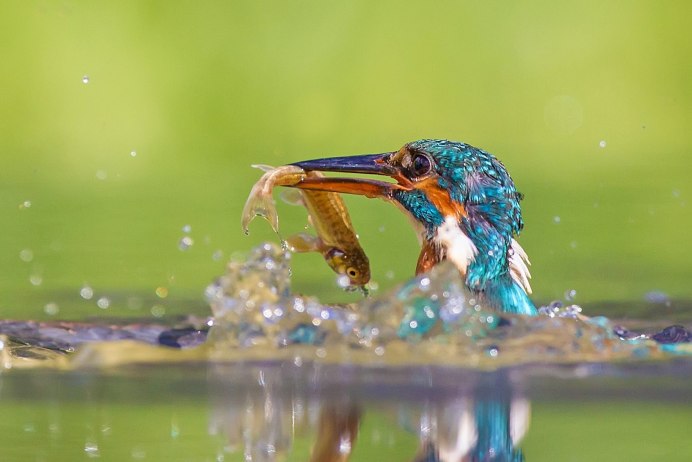 Водяная птица Бекас