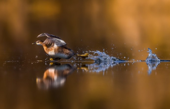 Отражение предметов в воде