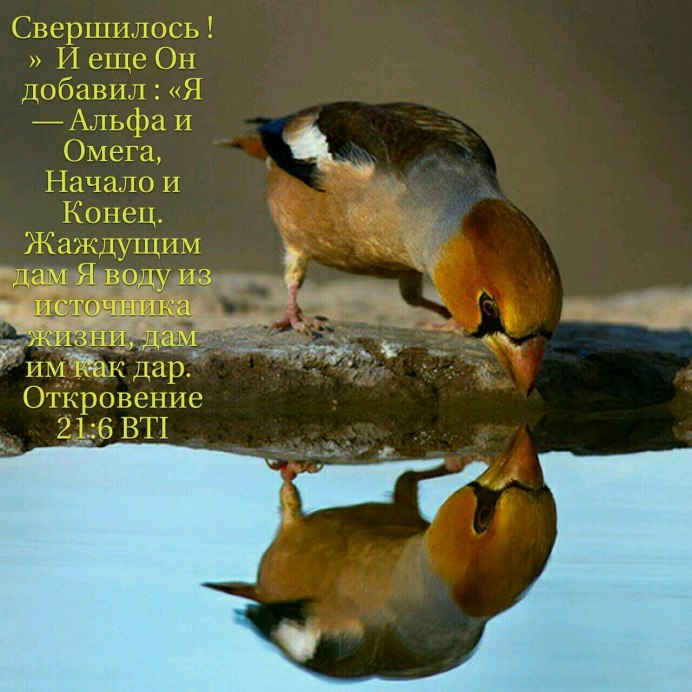 Отражение птиц в воде