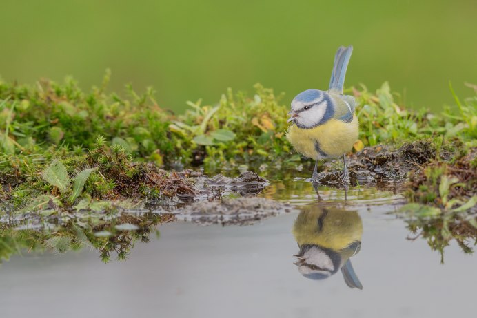 Синицы у воды