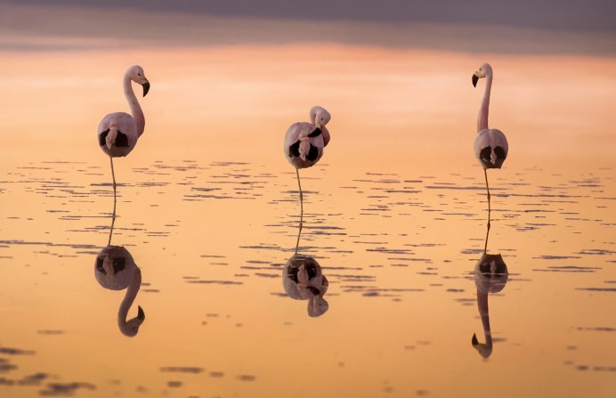 Животные в отражении воды