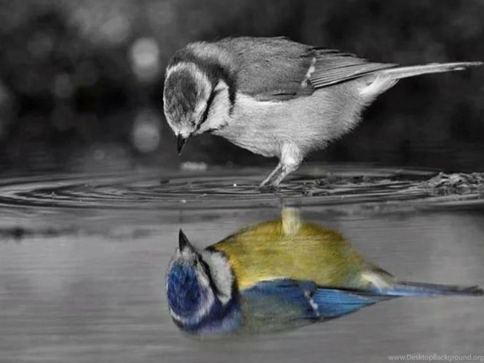 Отражения Сокола в воде