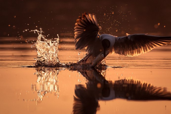 Фламинго отражение в воде
