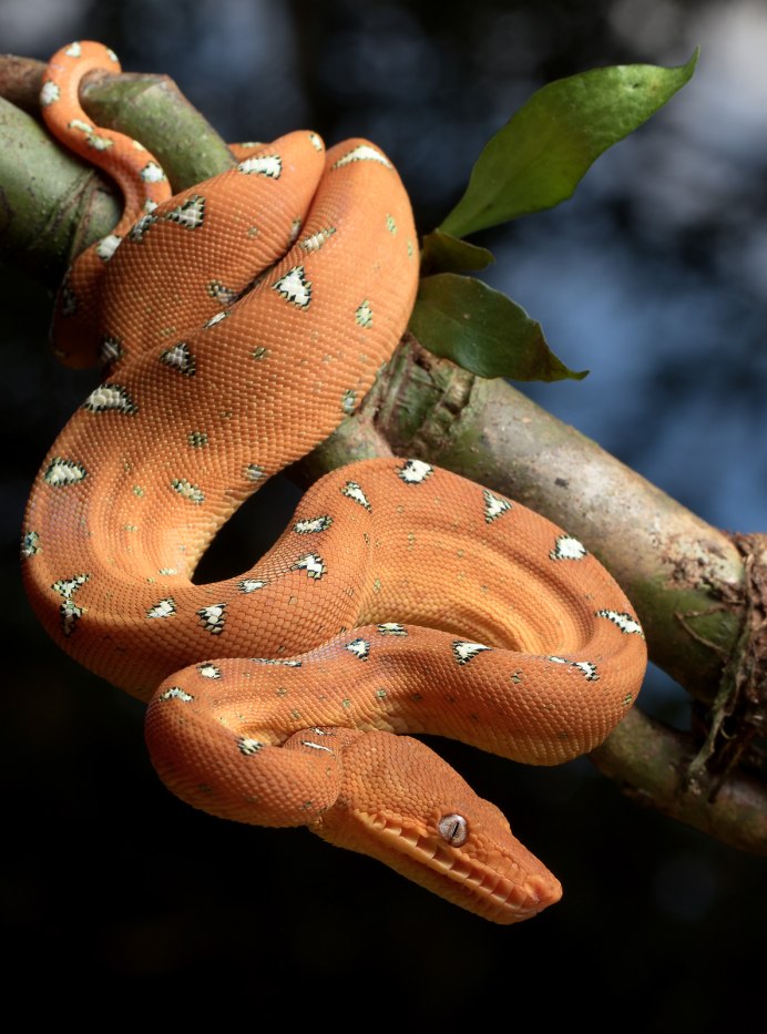 Corallus hortulanus