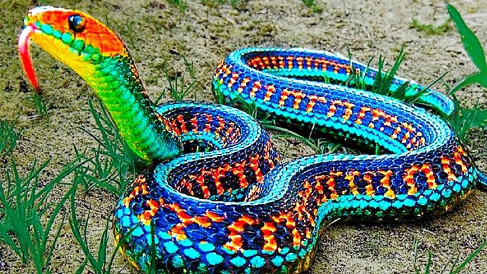 Подвязочная змея (Thamnophis sirtalis)