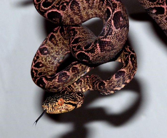 Садовый удав Corallus hortulanus