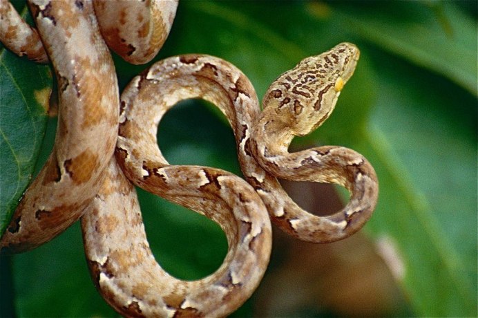 Corallus enydris