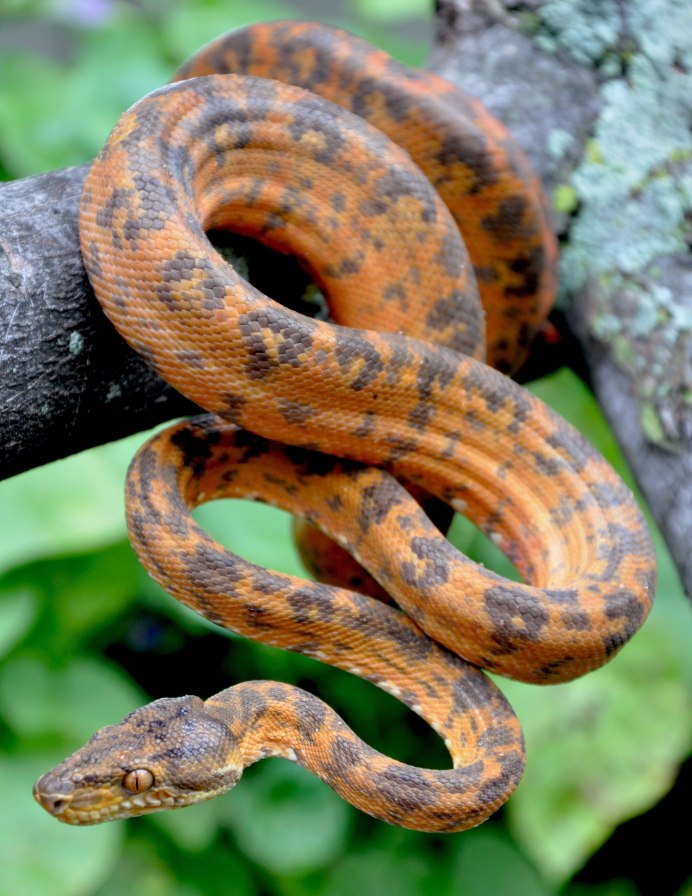 Corallus batesii