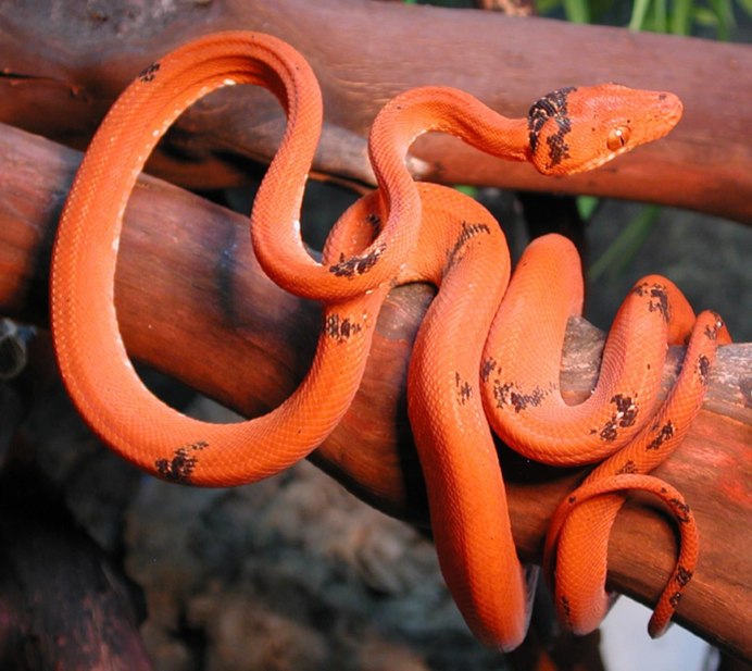 Corallus hortulanus