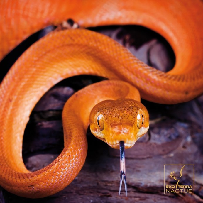 Королевский питон морфы Banana