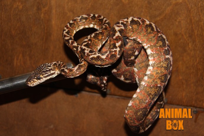 Corallus batesii