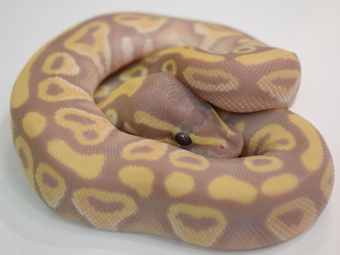Corallus annulatus