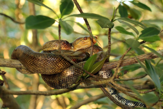 Corallus hortulanus