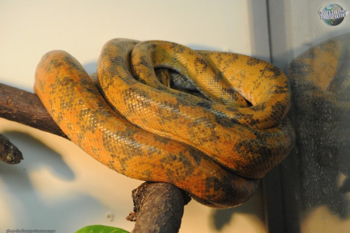 Змея Corallus caninus