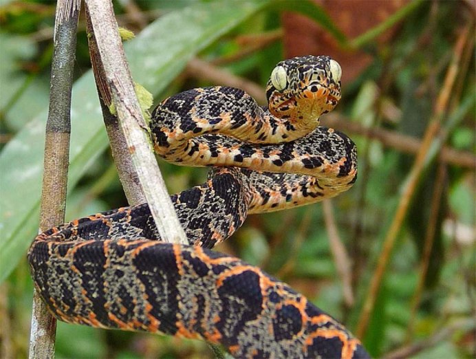 Corallus hortulanus