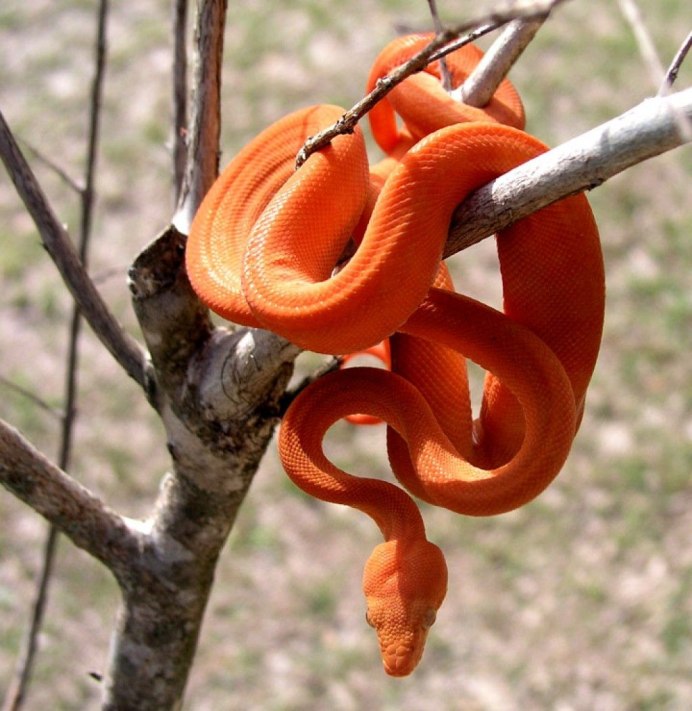 Corallus hortulanus