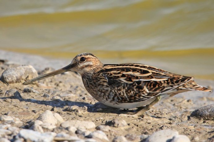 Кулик Бекас (Gallinago Gallinago)