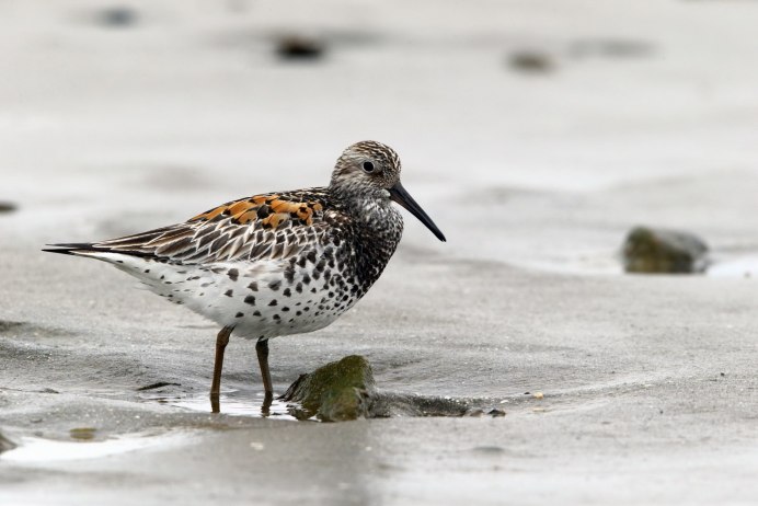 Исландский песочник (Calidris canutus)