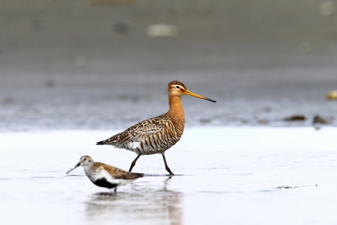 Calidris tenuirostris