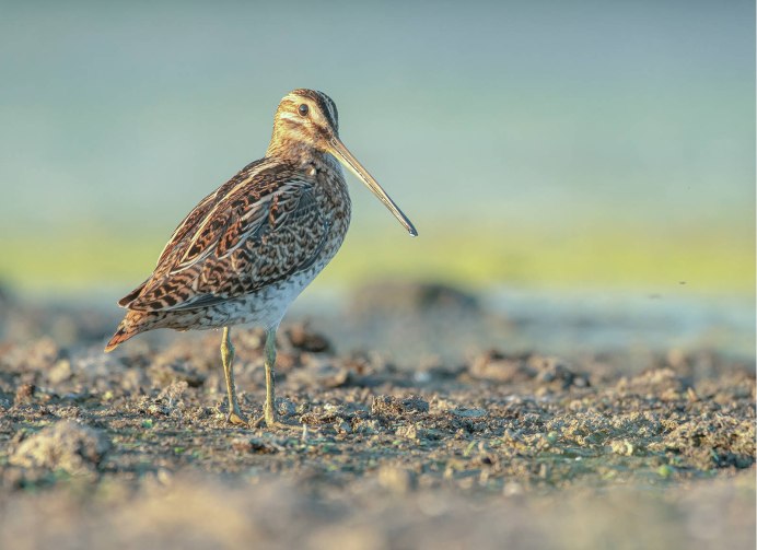 Gallinago Gallinago