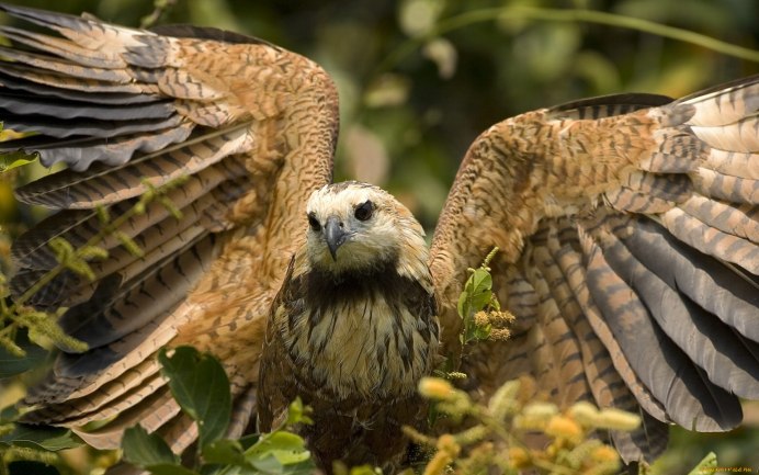 Лунь канюк тетеревятник