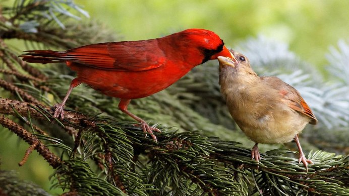 Красный Кардинал птенец