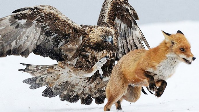 Беркут птица на охоте