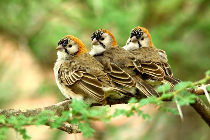 Фото разных животных и птиц