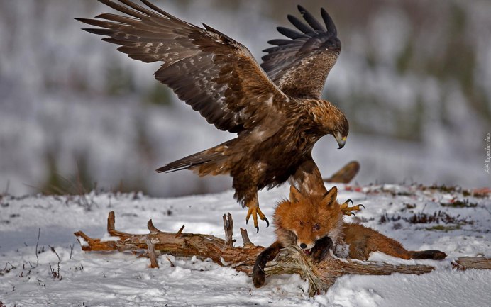 Орлан-белохвост охотится