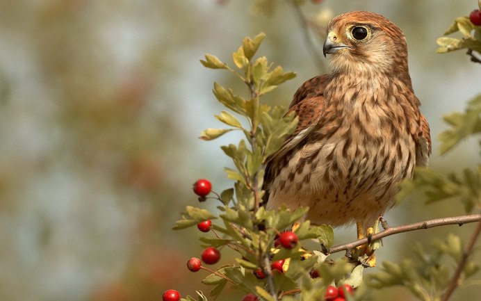 Лесной Сокол