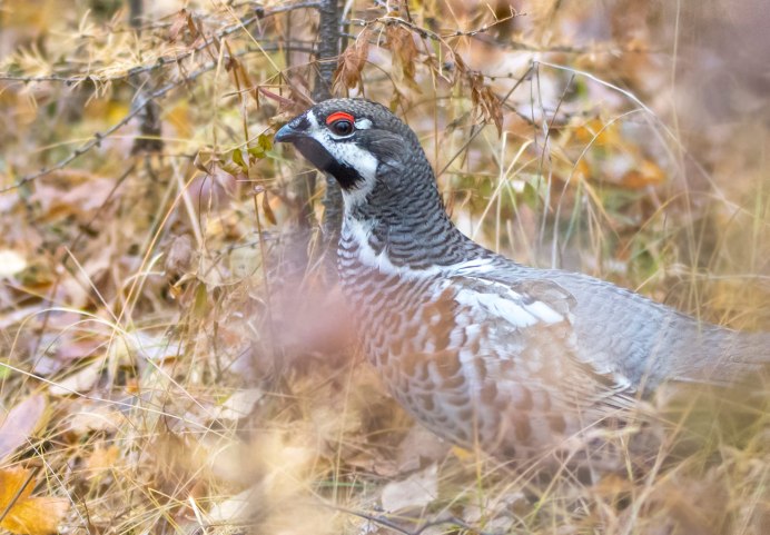 Рябчик Карелия
