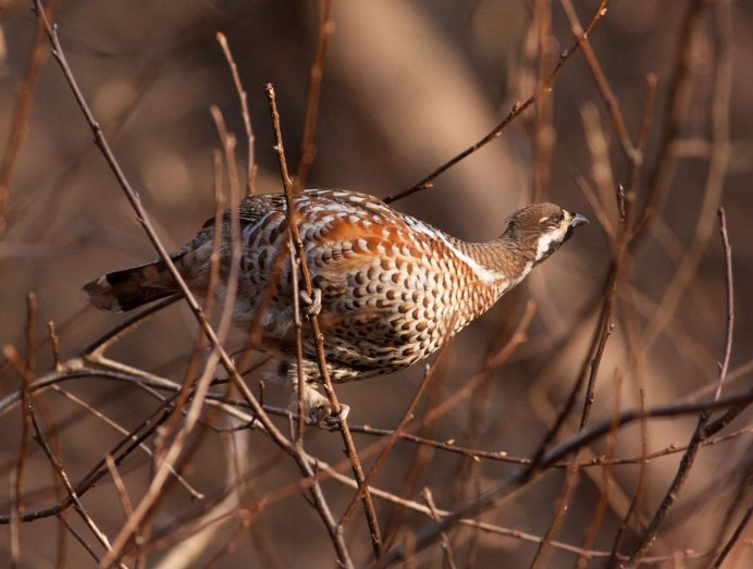 Hazel Grouse