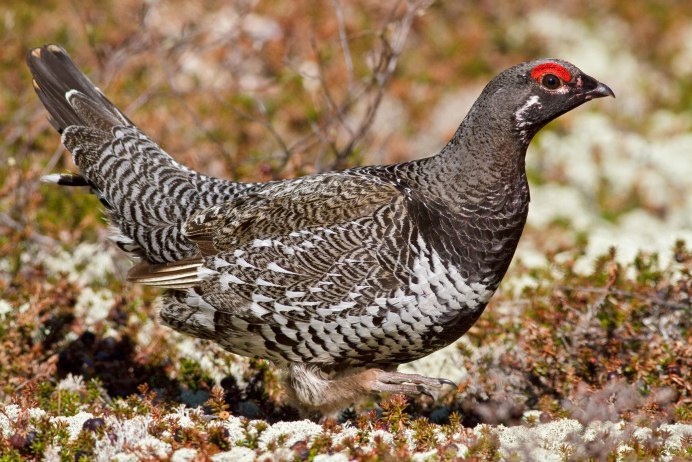 Рябчик Tetrastes bonasia